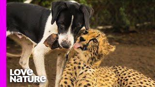 Cheetah And Dog Are Best Friends
