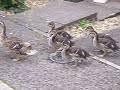 Mother Duck and Ducklings