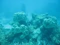 Diving Maldives
