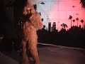 Crypto-Zoetropical Pursuit
