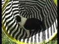 Border Collie Welpen Border Collie Welpen