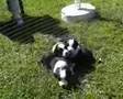Border Collie Welpen