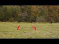 videos de Rufus - Dog Boot Camp Graduate