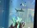 Sharks at Mega Aqua, Kaunas Lithuania