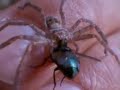 holconia with a fly holconia with a fly