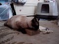 my baby playing with his scratcher my baby playing with his scratcher