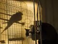 the cat loves the bird