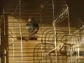 the cat loves the bird