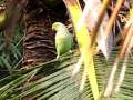 Rose ringed parakeet (Psittacula Krameri) pair