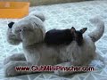 Pinscher mini club videoclip Moto