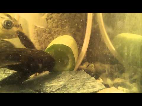 how to sink vegetables in aquarium