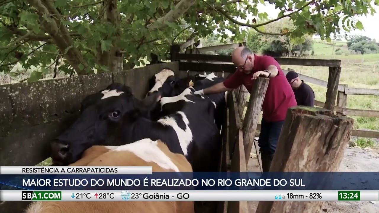 Maior estudo do mundo contra resistência dos carrapatos é realizado no Rio Grande do Sul