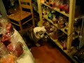 To learn about Bulldog adoption, or if you know of an English Bulldog aty risk in NJ, PA, DE or MD please go to www.heavsnesentbulldogrescue.com
