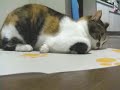 Cats on Catnip Sheet Cats on Catnip Sheet