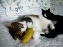 Pumpkin With Banana
