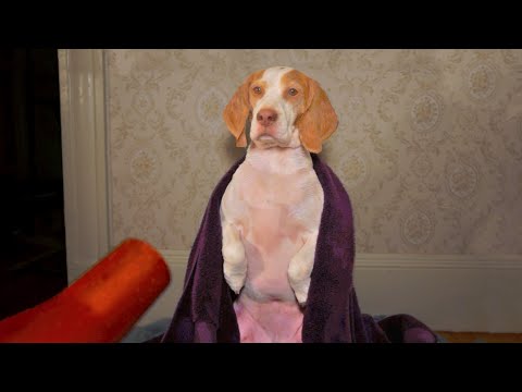 This dog has an addiction: he loves being blown-dry!