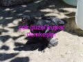 demke?\ demke?\