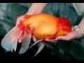 World's Largest Goldfish!!!