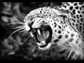 Bonobo - Kiara (Extended Mix) HD