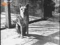 Last Tasmanian Tiger, Thylacine, 1933