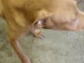 8-11-07 URGENT 5-6 MONTH OLD PIT PUPPY SIBLINGS NEGLECT 8-11-07 URGENT 5-6 MONTH OLD PIT PUPPY SIBLINGS NEGLECT