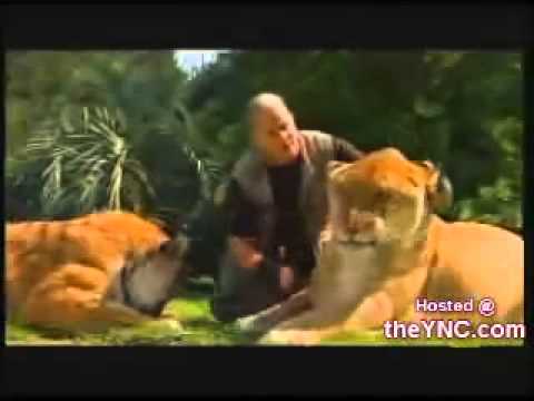 LION LIGER