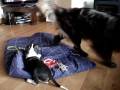 Bean and Minnie - Minnie Moves Bean