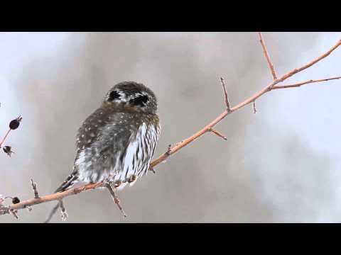 Pygmy Owl - Watch in HD (1080p HD) mode for best results. See a related article about how owls can turn their heads at http://www.npr.org/blogs/health/2013/01/31/1707587...