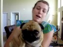 Pugs