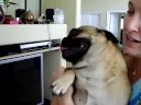 Pugs