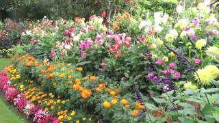 Geoff & Heather's Dahlia Garden in the UK