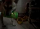 柴犬動画