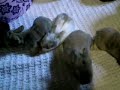 15 Day Old Bunnies