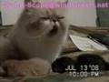 Clyd-A-Scope Persians Gimmie's kittens Born 7-13-08