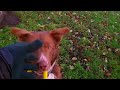 amazing acrobatic dog - tree bouncing