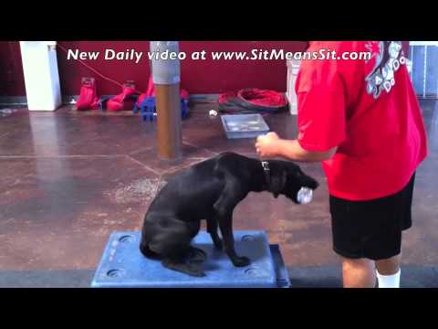 Labrador Retriever – Teach your puppy dog to pick up different objects