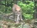 Nationalpark Bayerischer Wald. Urlaub in Bayern.
