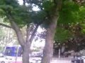 Videoguia del Arce Japonés Aitor Ruiz Fitoatocha Grupo F5