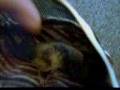bubba (sugar glider) trying to take a nap