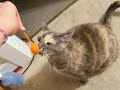 cat plays fetch