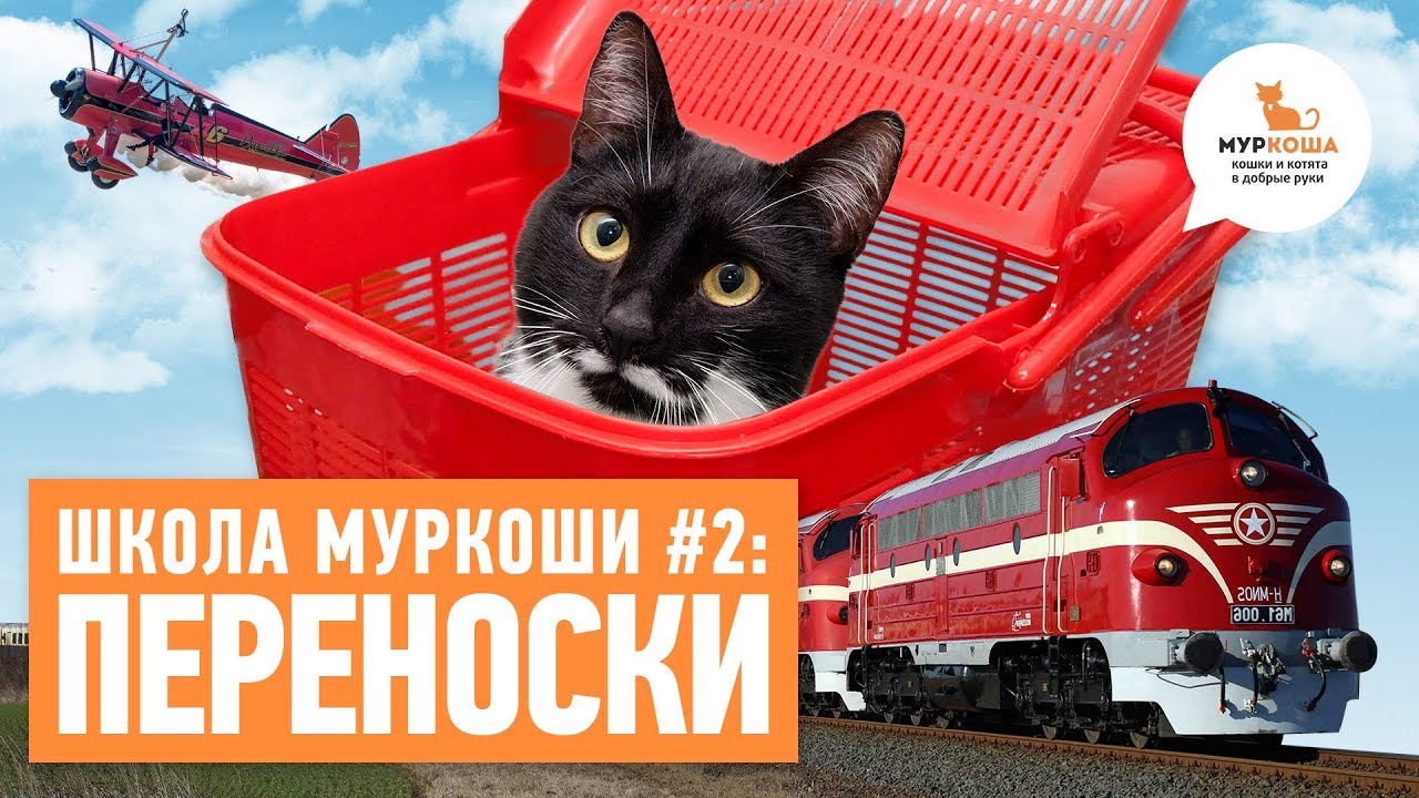 Какие бывают переноски для кошек? - Школа "Муркоши" #2