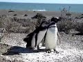 Manu and the penguins in Punta Tombo-Argentina