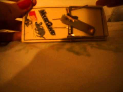how to set a mousetrap