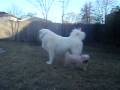 videos de Dogs playing on a January morning