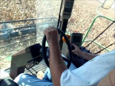 how to harvest popcorn