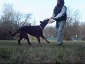 me and my  BEAUCERON