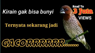 Download Burung Emprit Gacor Finch Lokal Emprit Gacor Burung