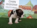 Chad Sold To Mario