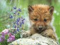 Cute wolf pup Cute wolf pup