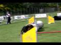 Engel Agility Castelraimondo 08-06-08